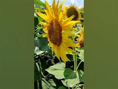 Природа. Україна. Соняшники. - YouTube