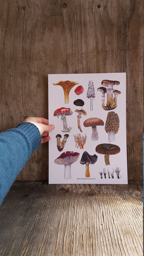 Fungi Art Print By Alice Draws The Line Featuring A Range Of Mushroom Fungi Illustrations A4