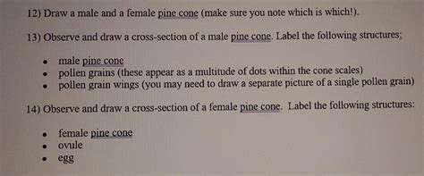 Solved 12 Draw A Male And A Female Pine Cone Make Sure You