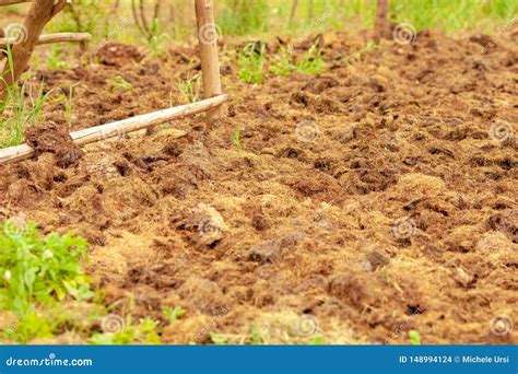 Manure From Cows On An Agricultural Field A Pile Of Natural Manure To