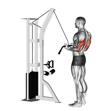 Trizepsdr Cken Am Kabelzug Und Mit Dem Theraband Modusx Kabelzug