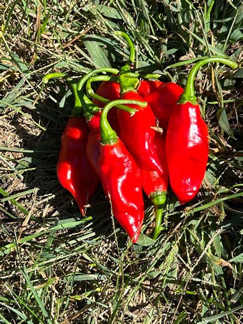 10 Trinidad Pimento Pepper Seeds Seasoning Pepper Seed Etsy