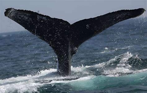 Ai Sorts Public Photos To Show Recovering Pacific Humpback Whales Hit