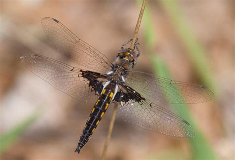 Mantled Baskettail Epitheca Tetragoneuria Semiaquea