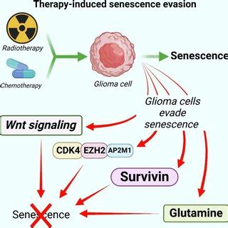 Oncogene Induced Senescence Evasion In Glioma Glioma Cells Evade