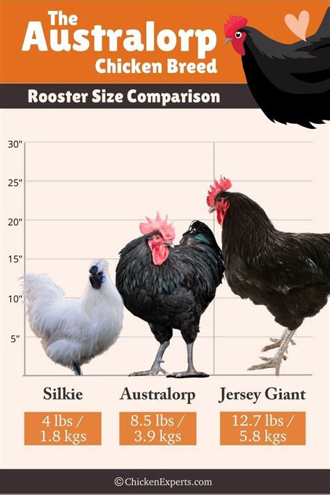 Australorp Rooster Size Comparison | Australorp chicken, Meat birds, Chicken breeds