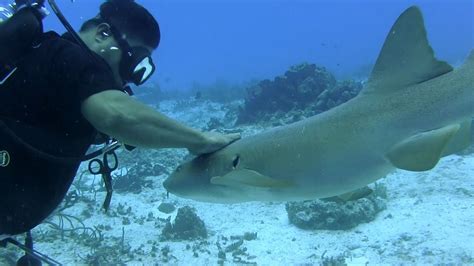 Cozumel Scuba Diving Youtube