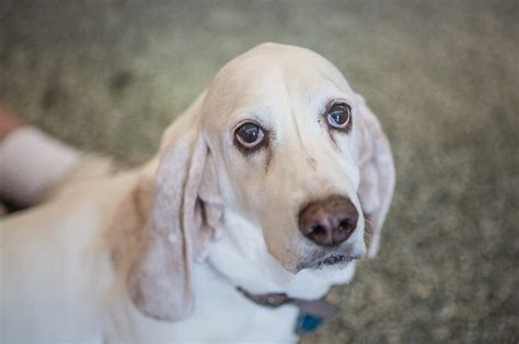 Maneras De Mantener Viva La Memoria De Tu Amado Basset Hound Con