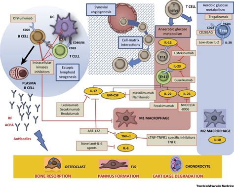 Novel Immunotherapeutic Avenues For Rheumatoid Arthritis Trends In