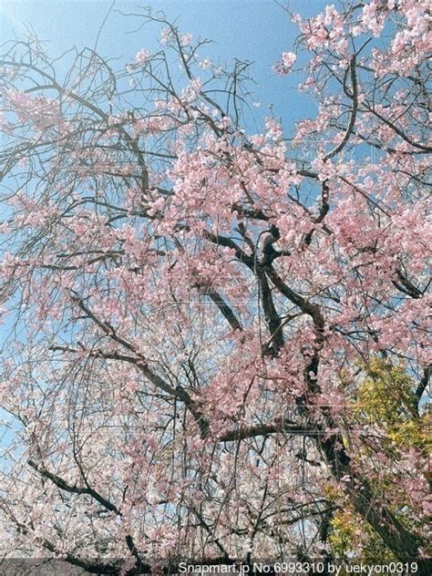 桜の写真・画像素材[6993310] Snapmart（スナップマート）