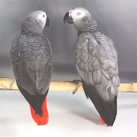 African Queen Aviaries African Grey Parrot African Grey Congo