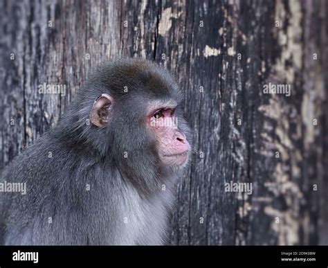 Japanische Tiere Stockfotos Und Bilder Kaufen Alamy