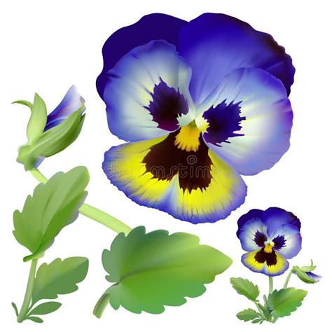 Pansy Flower Stock Vector Illustration Of Summer Closeup 100870418