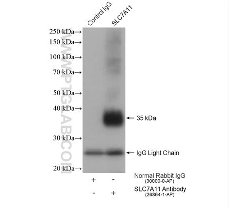 Slc A Xct Antibody Ap Proteintech