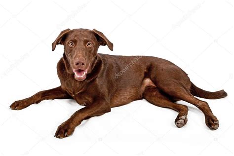 Chocolate Lab Laying Down Chocolate Lab Laying Down — Stock Photo