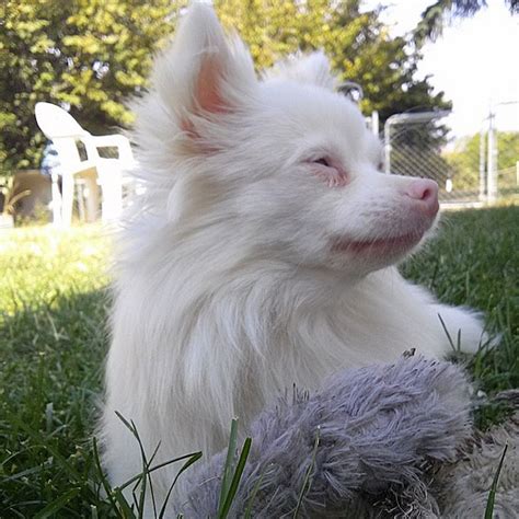 The Difference Between Albino Dogs and White Dogs – Dogster