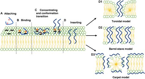 Frontiers Nanostructured Antimicrobial Peptides Crucial Steps Of