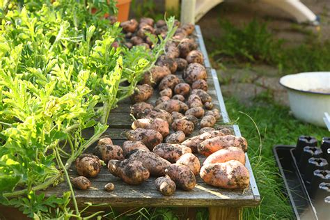 Kartoffeln Selbst Anbauen In Tonne Und Sack Selbstversorgung Im