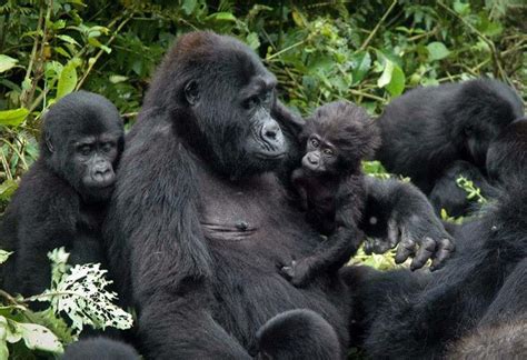 7 Days Congo Rwanda Uganda Gorilla Trekking Safari Vacations Travel