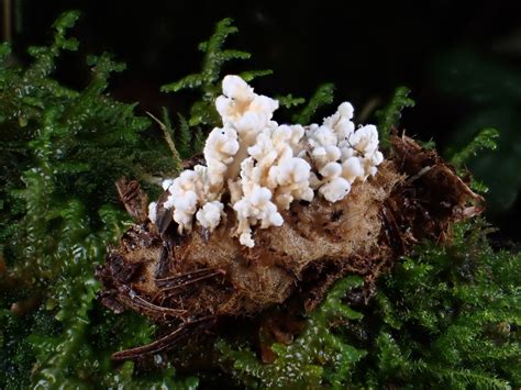 Cordyceps From King County Wa Usa On November At Pm By