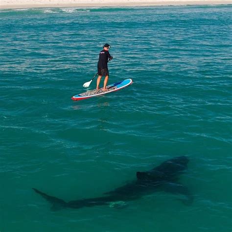 Going To Need A Bigger Paddle Board Great White Shark White Sharks