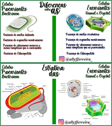 Mapa Mental Celula Procarionte Fdplearn