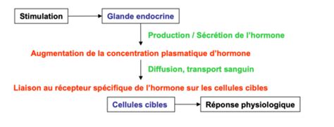 Physiologie Introduction Cartes Quizlet