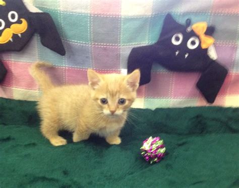 Munchkin Kittens Fish And Pets Pet Shop