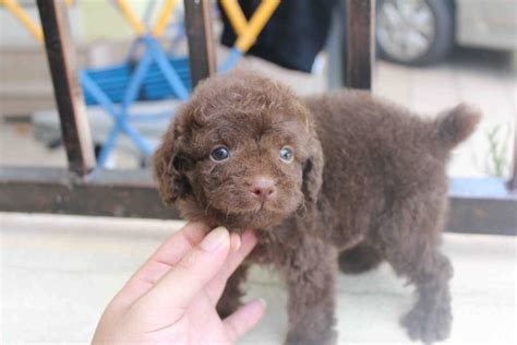 Dark Chocolate Toy Poodle Puppies | Wow Blog