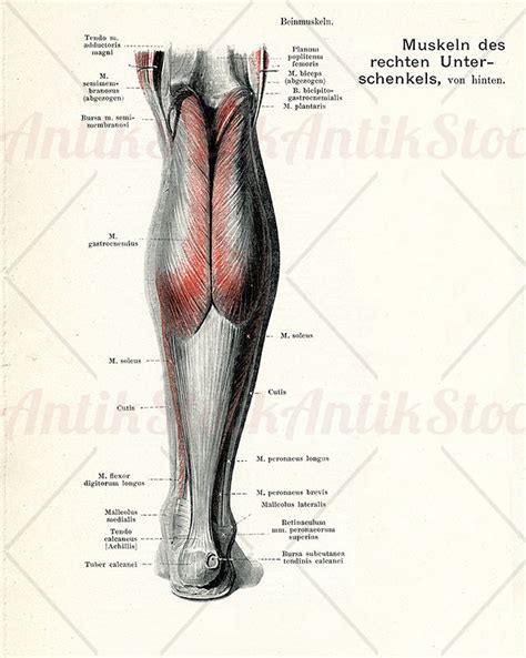 Muscles Of The Right Lower Leg Posterior AntikStock