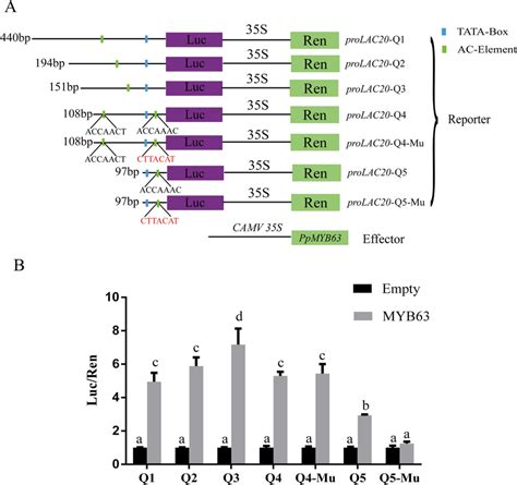 A Schematic Diagram Of The Promoter Deletion Assay The Green