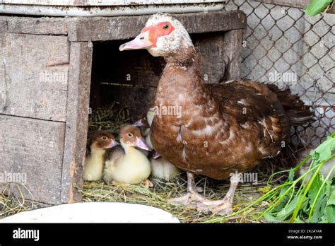 Canard De Barbarie Aux Canetons Banque De Photographies Et Dimages à