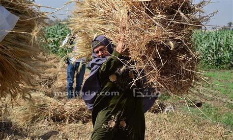 مبتدا موسم حصاد القمح فرحة ينتظرها الفلاح