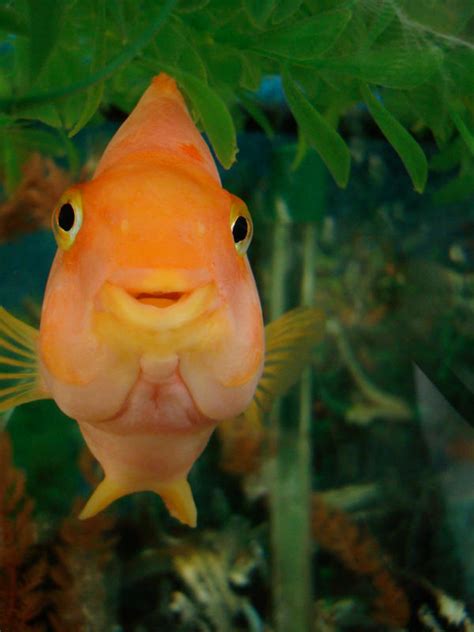 Smiling Fish by sunriseskies on DeviantArt