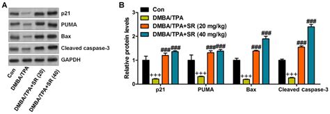 Salidroside Prevents Skin Carcinogenesis Induced By DMBA TPA In A Mouse