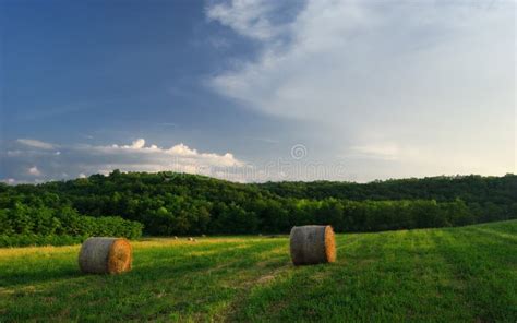 Hay Bales On The Field After Harvest Hungary Stock Photo Image Of