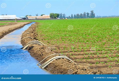 Field of Organic Crop Irrigation Stock Image - Image of organic ...