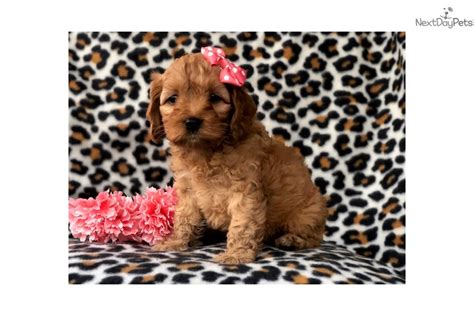 Cockapoo Puppy For Sale Near Lakeland Florida Ca D E