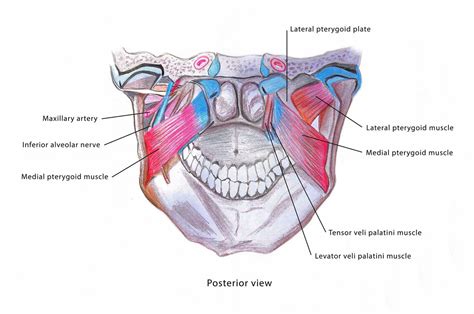 Medial Pterygoid Muscle