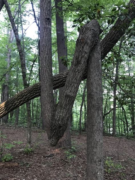 This Tree Rinterestingasfuck