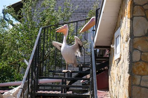 Pelican Walks Around The Village Yard With Other Animals Stock Image