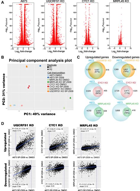 Rna Seq Of Monoclonal Mitochondrial Ko Cell Lines A Volcano Plots