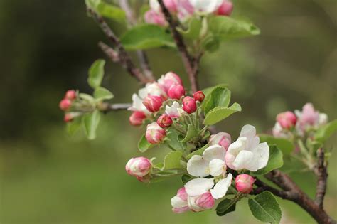 Apfelbaum Baum Blumen Kostenloses Foto Auf Pixabay Pixabay