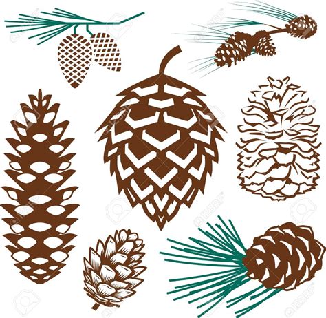 Image Result For Pine Cone Illustration Pine Cones Pine Cone Drawing