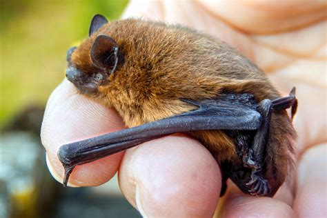 Une Chauve Souris Dans Le Jardin D Tente Jardin