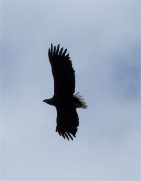 White Tailed Sea Eagle Overhead Off © Rob Farrow Geograph Britain