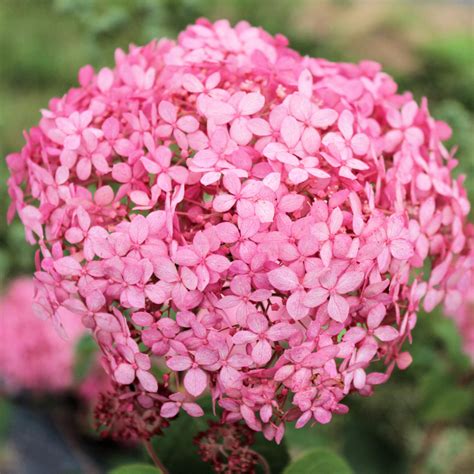 Pallohortensia Pink Annabelle At 3L Viherkauppa