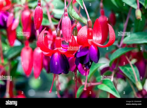 Fuchsia plant winter hi-res stock photography and images - Alamy