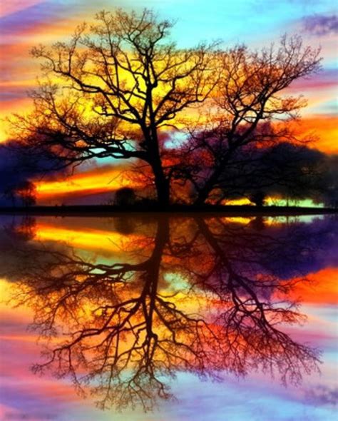 Reflective Tree Photograph By Dawn Van Doorn Fine Art America