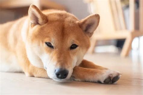 Combien Coute Un Shiba Inu En Suisse Aiko